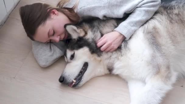 4k. Donna caucasica Alaskan Malamute cane sdraiato sul pavimento. Interni. — Video Stock