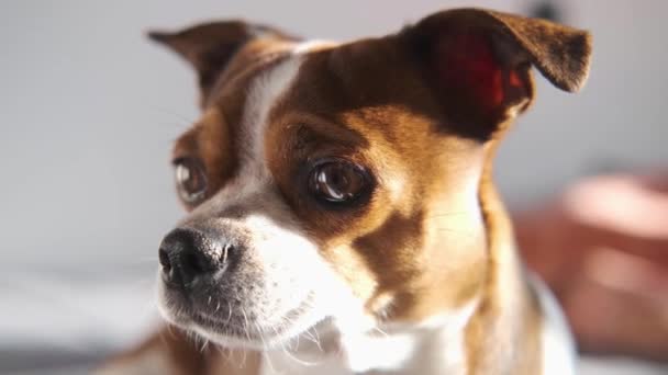 4 bin. Küçük chihuahua köpek suratı kokluyor ve dinliyor.. — Stok video