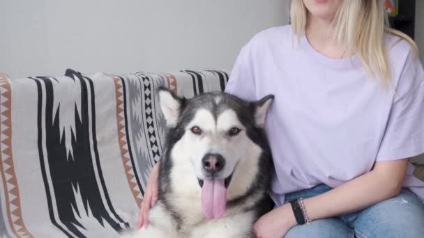 4k. vrouwen handen huisdier en krassen alaskan Malamute hond met liefde. Binnenshuis. — Stockvideo