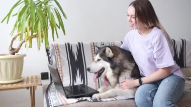 4 bin. Malamute köpeği olan beyaz bir kadın evde çalışıyor. Dizüstü Yalıyor.