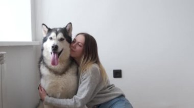 4 bin. Mutlu kadın evcil hayvan, Alaska malamute köpeğini kucaklıyor.