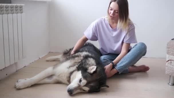 4k. Happy woman pet alaskan malamute dog lying on floor. Sneezing. — Stock Video