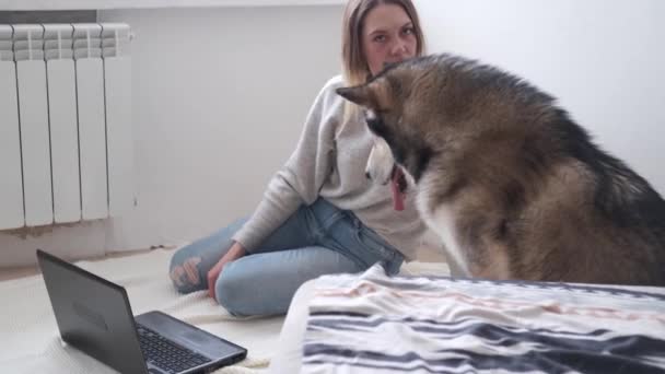 4k. mulher treinando cão Malamute trabalhando. Laptop. Ministério do Interior. — Vídeo de Stock