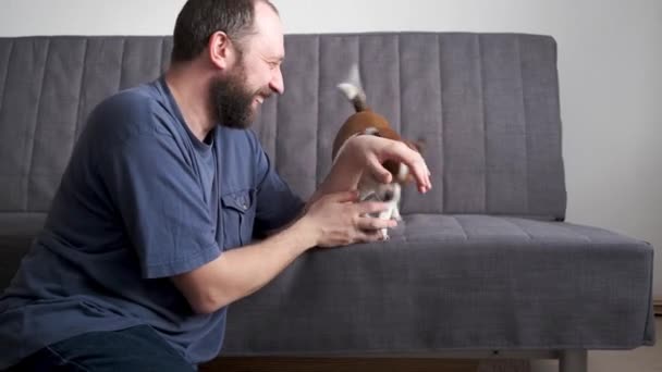 4k. Bărbat entuziasmat jucându-se cu câinele chihuahua pe canapea — Videoclip de stoc