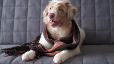 4 bin. Çizgili atkı takan küçük bir Avustralya çoban köpeği.
