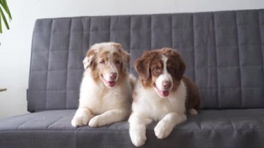 4 bin. İki küçük Avustralya çoban köpeği kanepede yatıyor.