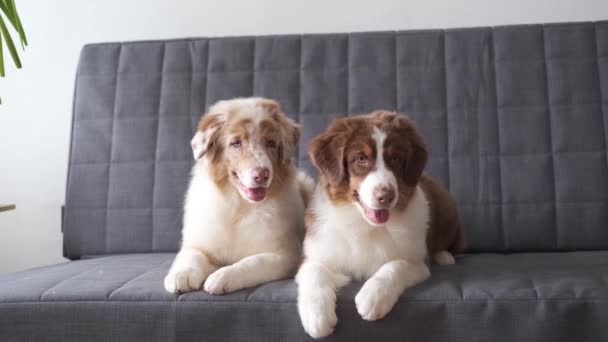 4k. Zwei kleine australische Schäferhunde liegen auf dem Sofa — Stockvideo
