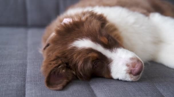 4k. Pequeño perro pastor australiano acostado, durmiendo en el sofá — Vídeo de stock