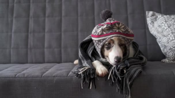 Pequeño perro pastor australiano con bufanda a rayas, sombrero — Vídeos de Stock