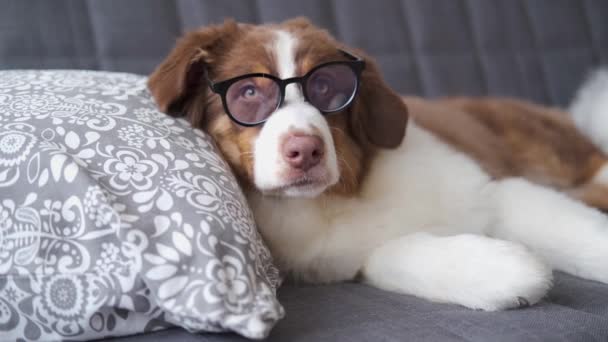 4k. Piccolo cane pastore australiano con gli occhiali sdraiato sul divano — Video Stock