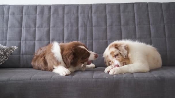 4k. Dois pequenos cães pastores australianos engraçados merle dog — Vídeo de Stock