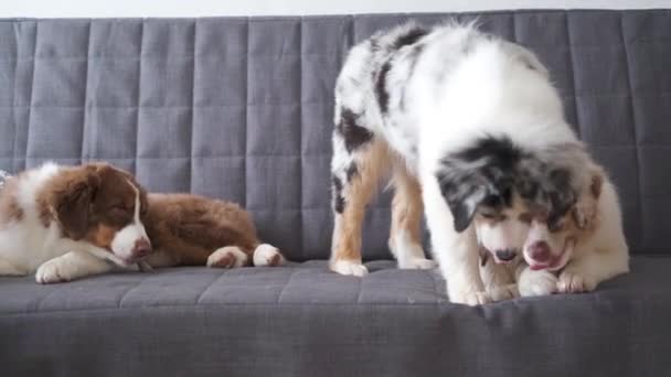 4k. tres pequeño divertido australiano pastor cachorro merle dog — Vídeos de Stock