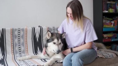 4 bin. Mutlu bir kadını cezbetmek ve Alaska Malamute köpeğini sevgiyle tırmalamak. 