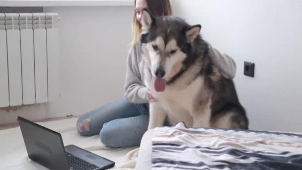 4kだ。マラメイト犬の働く白人の幸せな女性。ノートパソコン。内務省. — ストック動画