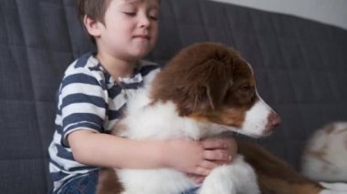 4 bin. Küçük çocuk kucaklıyordu Küçük Avustralyalı çoban köpeği kanepede