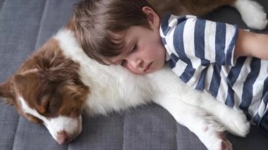 4 bin. Küçük çocuk kanepenin üzerinde küçük bir Avustralya çoban köpeği gibi yatıyor.