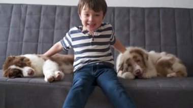 4 bin. Küçük çocuk kanepenin üzerinde iki küçük Avustralya çoban köpeğiyle oynuyor.
