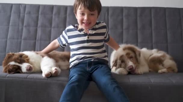 4k. malý chlapec hraje se dvěma malými australskými ovčáky štěně pes na gauči — Stock video