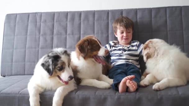 4k. liten pojke leker med tre små australiska herde valp hund på soffan — Stockvideo