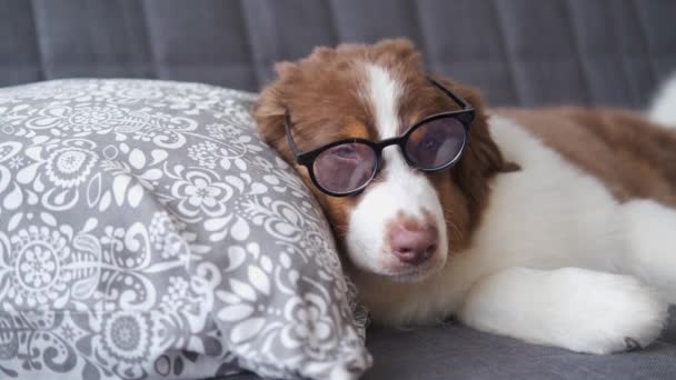 4k. nietypowy zabawny australijski szczeniak w okularach leżących na kanapie — Wideo stockowe