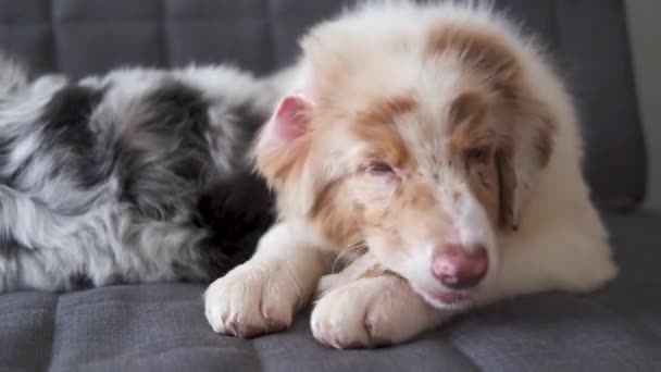 4k. pequeño divertido australiano pastor cachorro rojo merle dog — Vídeos de Stock