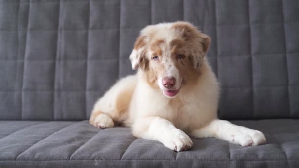 4k. Pequeno bonito pastor australiano merle cachorro cão deitado no sofá — Vídeo de Stock