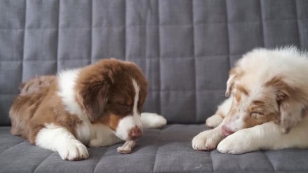 4k. Dwa małe śmieszne owczarek australijski szczeniak czerwony merle dog — Wideo stockowe