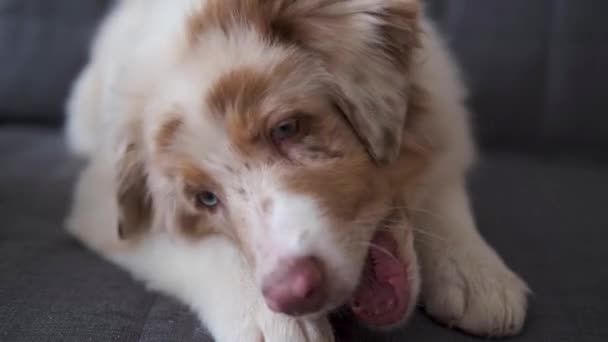 4k. Hungry engraçado pastor australiano cachorrinho vermelho merle cão — Vídeo de Stock