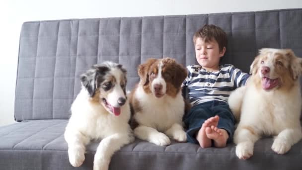 4k. liten söt pojke leker med tre australiska herde valp hund på soffan — Stockvideo