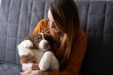Sevimli kırmızı üç renk taşıyan kadın Avustralyalı çoban köpeği 