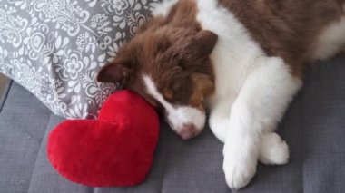 4 bin. Avustralya çoban köpeği kanepede üç renk kırmızı. Valentine.