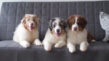 4 bin. Üç şirin Küçük Avustralyalı çoban köpeği kanepede yatıyor.