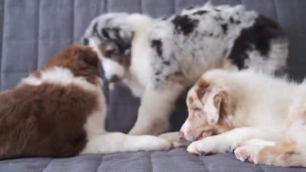 4k. tres pequeño divertido australiano pastor cachorro rojo merle dog — Vídeos de Stock