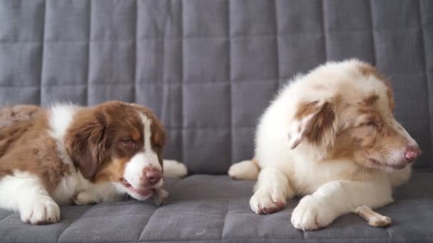 4k. Dwa małe śmieszne głodny owczarek australijski szczeniak czerwony merle dog — Wideo stockowe