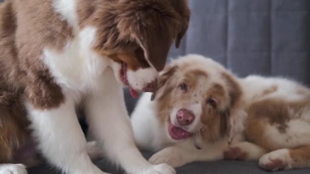 4k. Dois pequenos cães pastores australianos engraçados cachorro vermelho merle dog — Vídeo de Stock