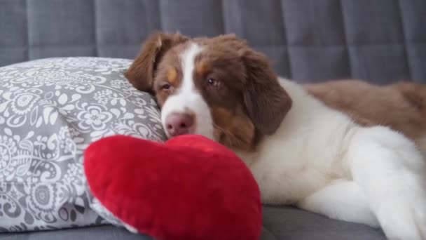 4k. Australischer Schäferhund Welpe rot drei Farben auf Couch Herz. Valentinstag — Stockvideo