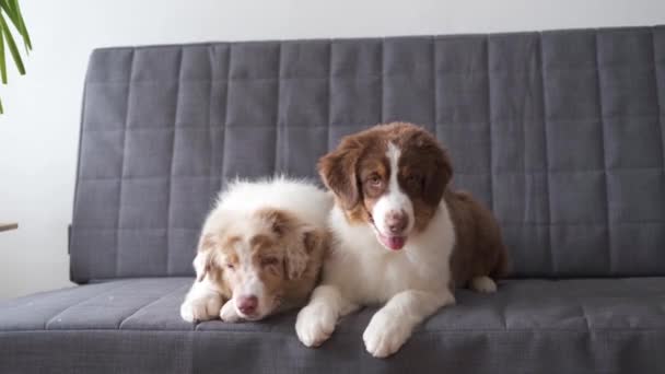 4k. Twee leuke kleine Australische herder puppy liggend op de bank — Stockvideo