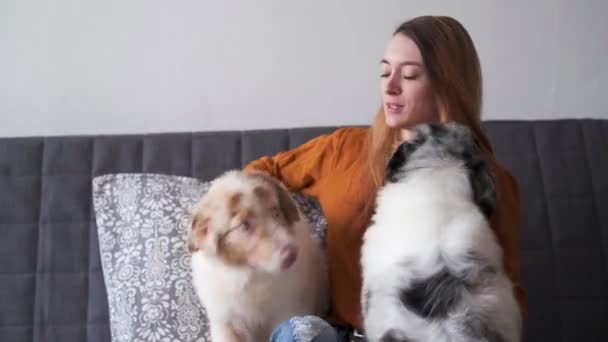 4 bin. İki merle Avustralyalı çoban köpeğini öpen mutlu kadın. — Stok video