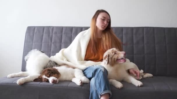 4k. Sorrindo mulher abraçando três merle cão pastor australiano cachorro — Vídeo de Stock