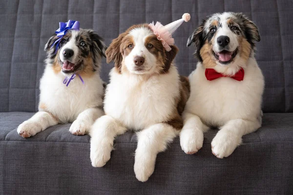 Three Small Australian merle shepherd puppy dog wearing party hat, ribbon bow