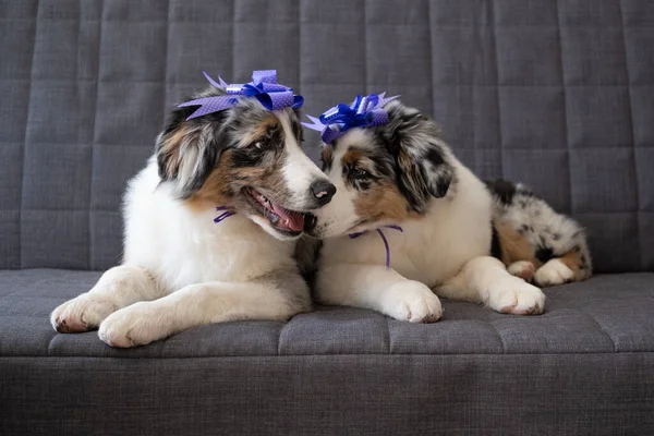 Two Small Australian blue merle shepherd puppy dog ribbon bow on head