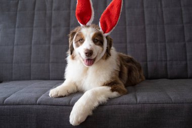 Avustralyalı çoban köpeği tavşan kulağı takan üç renkli yavru köpek. Paskalya