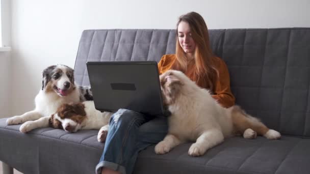 4k. mulher abraçando três cão pastor australiano cachorro trabalho laptop — Vídeo de Stock