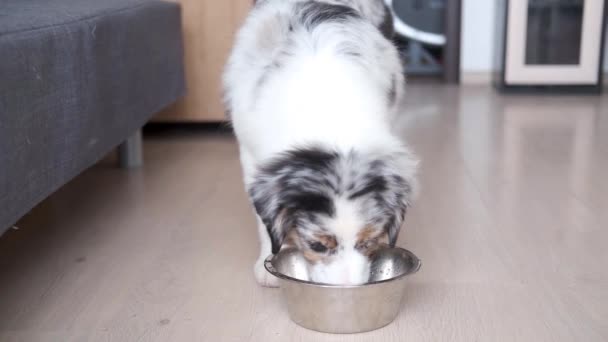 4k. tres pequeño divertido australiano pastor merle cachorro perro beber agua — Vídeos de Stock