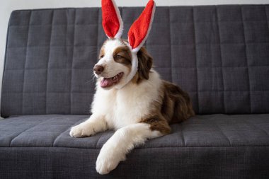 Avustralyalı çoban köpeği tavşan kulağı takan üç renkli yavru köpek. Paskalya