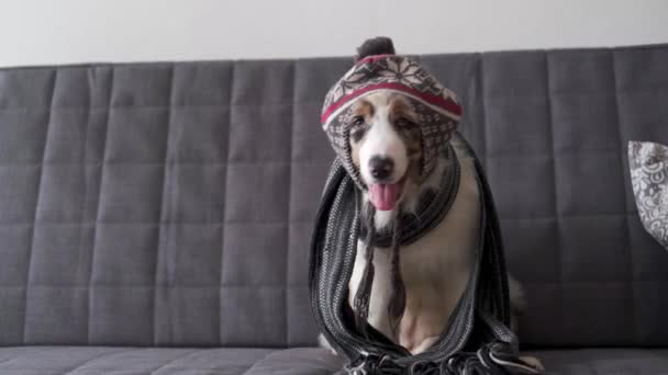 Pequeño perro pastor australiano merle vistiendo bufanda rayada, sombrero — Vídeos de Stock