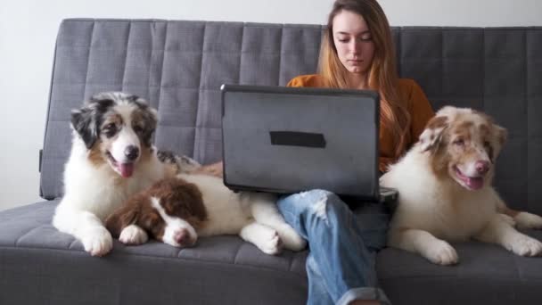 4k. жінка з трьома австралійськими собаками - пастухами на ноутбуці. — стокове відео