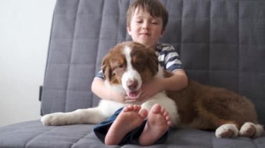 4 bin. Küçük çocuk Avustralya çobanıyla oynuyor. Kırmızı üç renkli yavru köpek. 