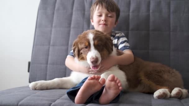 4k. bambino che gioca con il pastore australiano rosso tre colori cane cucciolo — Video Stock