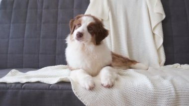 Avustralya çoban köpeği, kanepe battaniyesinde yatan üç renkli yavru köpek.